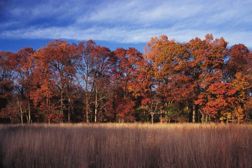 Hutcheson Memorila Forest, Somerset County, NJ (35).jpg